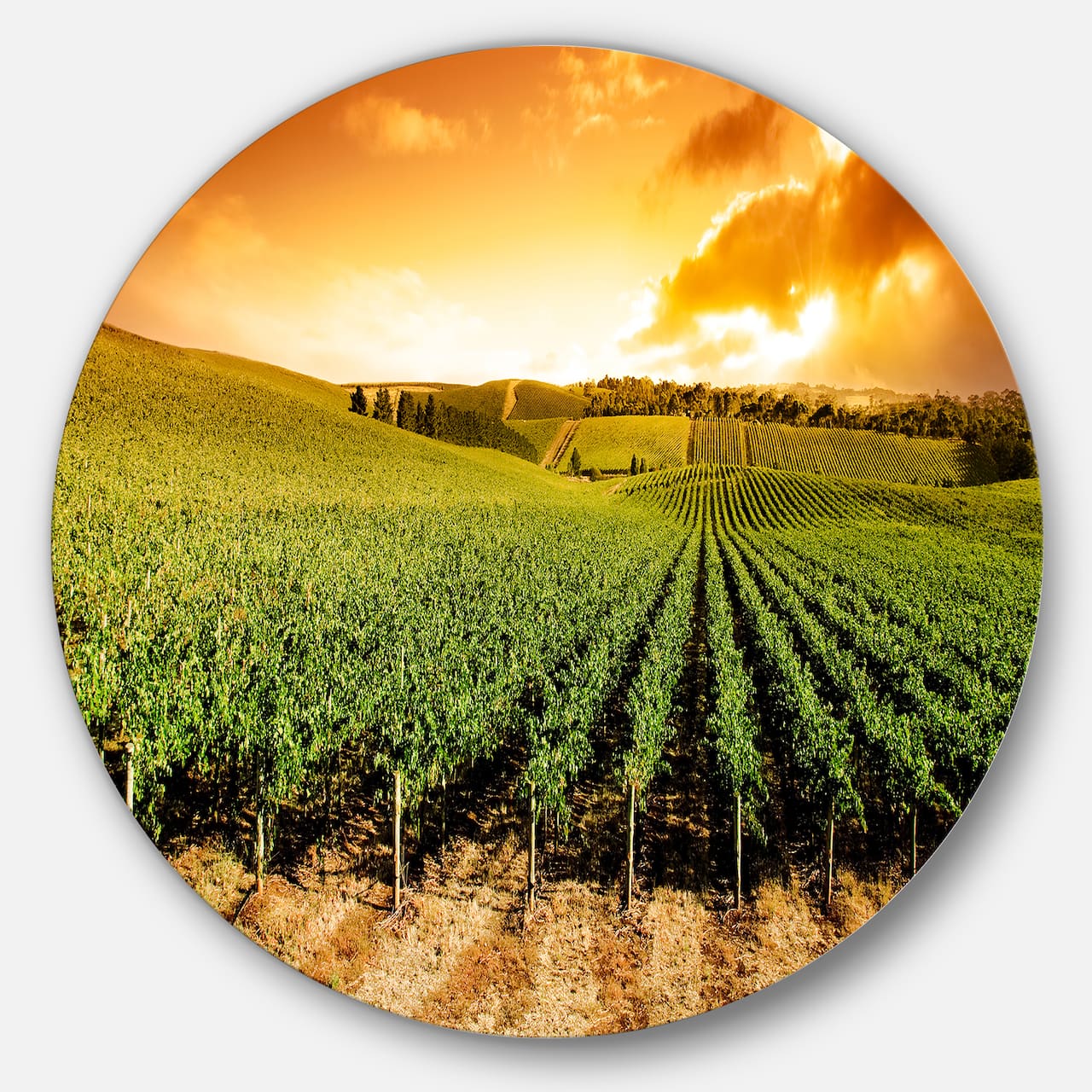 Designart - Sunset Vineyard Panorama' Extra Large Wall Art Landscape